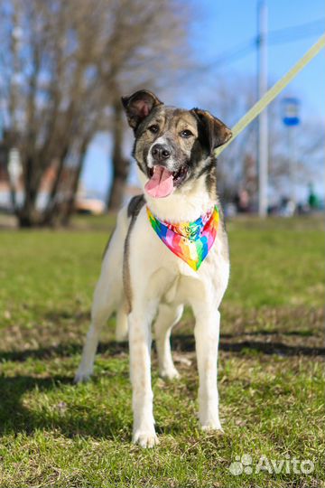 Лего бесплатно