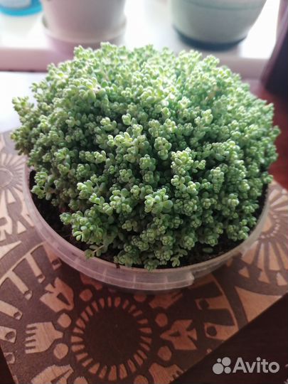 Седум, каланхоэ Розовые бабочки и хавортия