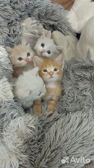 Котята