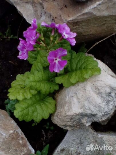 Садовые цветы