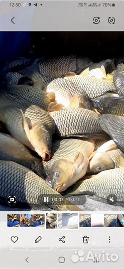 Живая рыба карп,амур