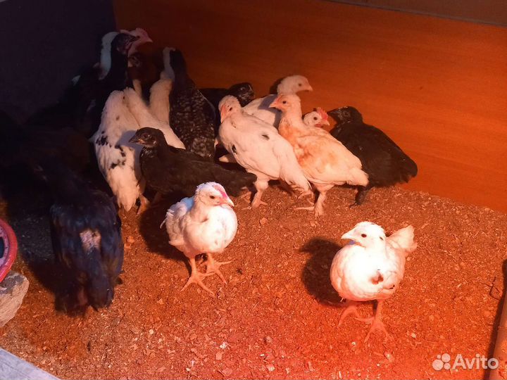 Цыплята 1,5 месяца