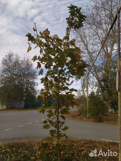 Саженцы декоративных и плодовых деревьев