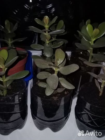 Денежное дерево