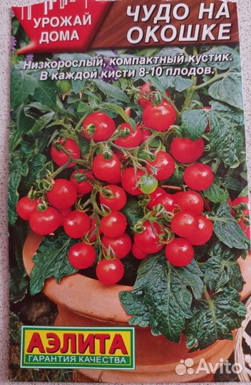 Рассада балконных томатов