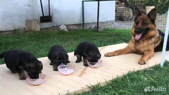 Овчарки чистокровные немцы -щенки рабочие