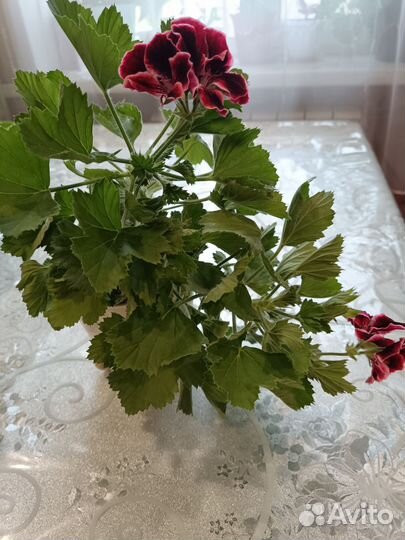 Королевская герань