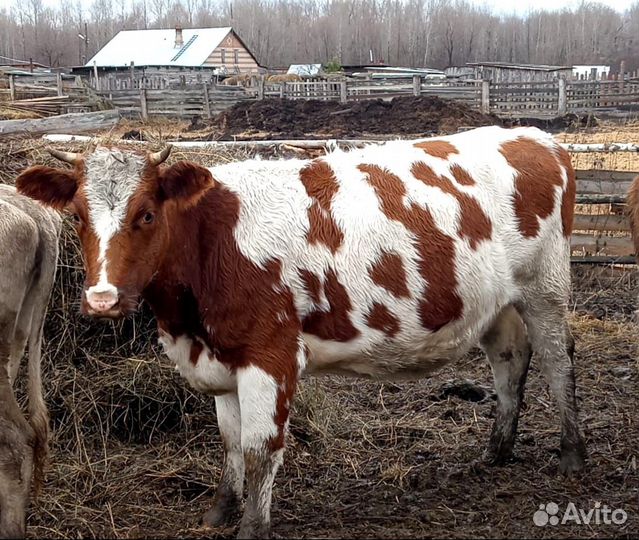 Продам тёлок 12голов