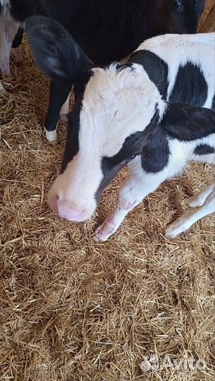 Телята, бычки на откорм 1-3 мес