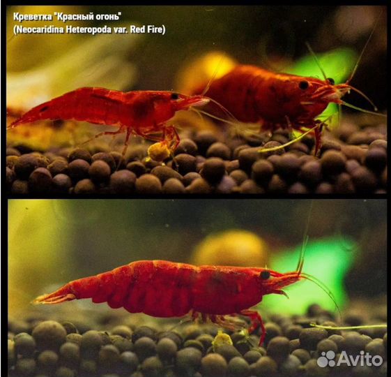 Аквариумные креветки, улитки, лягушки и рыбки