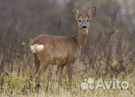 Организация охоты