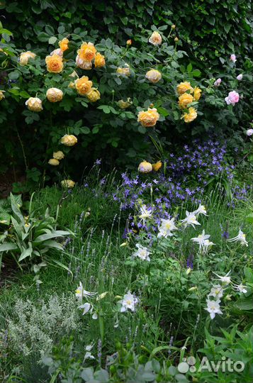 Растения для сада