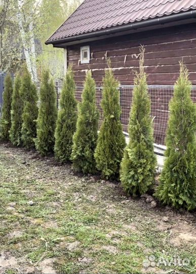 Туя для изгороди