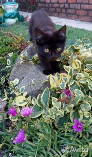 Котята мейн-кун