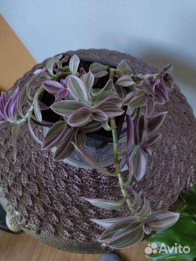 Традесканция нанук