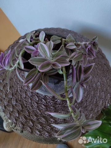 Традесканция нанук