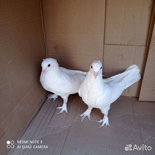 Голуби такла