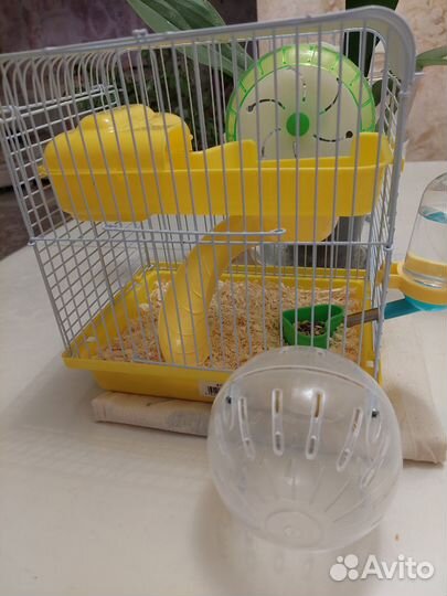 Сирийский хомяк