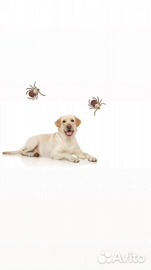Обработка от клещей и блох для собак