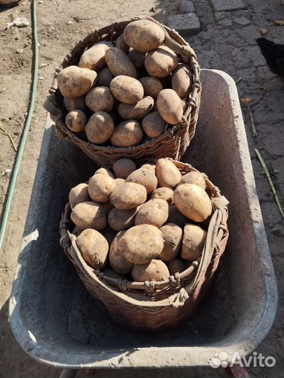 Домашний крупный картофель