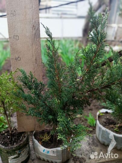 Туи, можжевельник