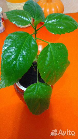 Гибискус китайская роза