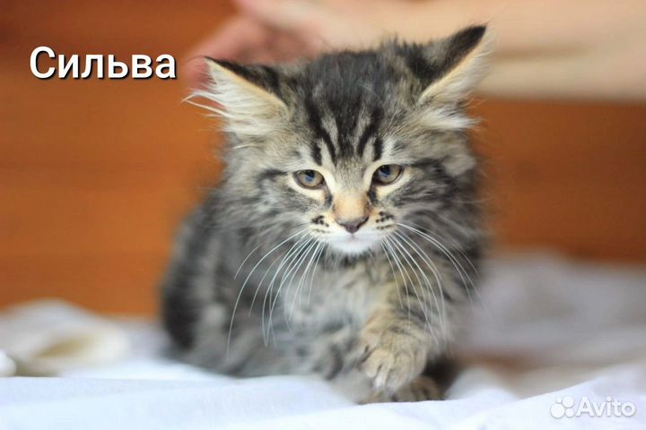 Воспитанные котята