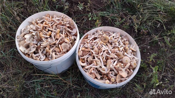 Грибы опята