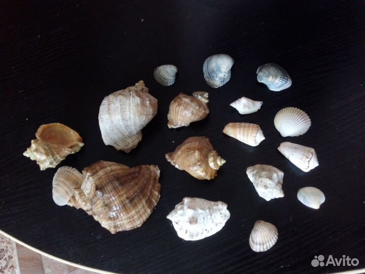 Морские ракушки раковины