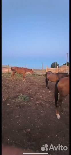 Жеребец полукровка