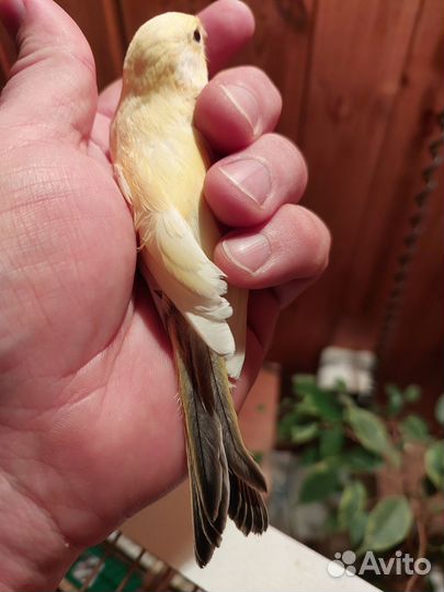 Канарейки овсяночного напева