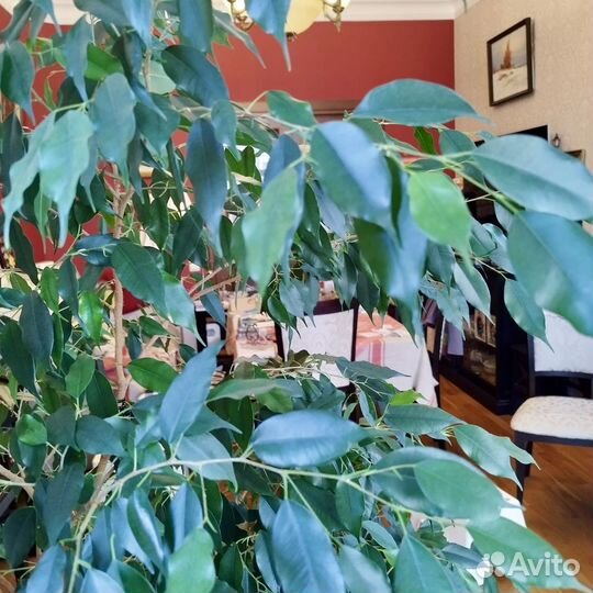 Фикус бенджамина большой