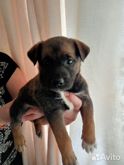 Щенки питбуля