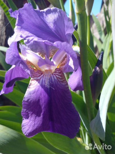 Папоротник.Ирисы.Фиалка садовая.Вербена.Флоксы