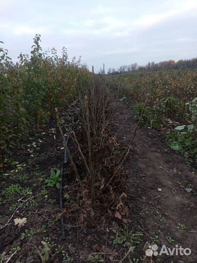 Орех Ланкастерский, Идеал, Маньчжурский,Фундук