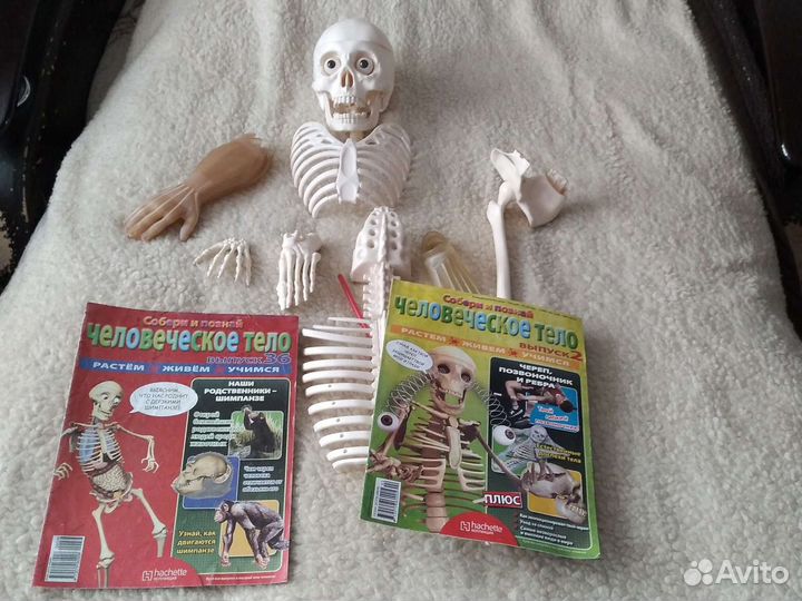Скелет человека,в мед учреждения или в школу