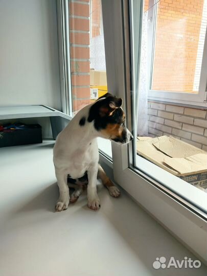 Джек Рассел девочка