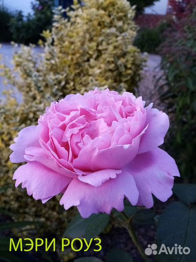 Кустовые розы саженцы