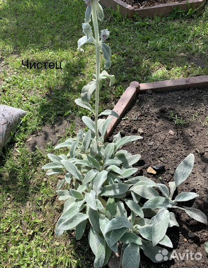 Чистец (заячьи, овечьи ушки)