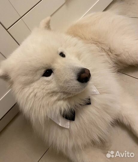 Собака для фотосессии