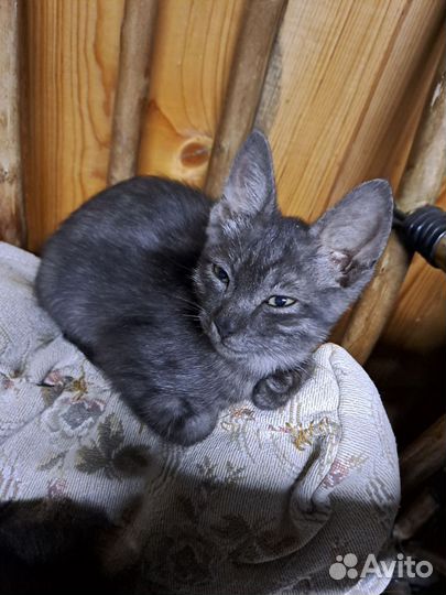 Кот в добрые руки