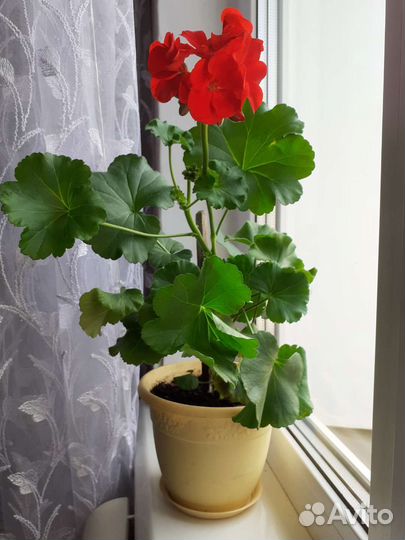 Герань пеларгония