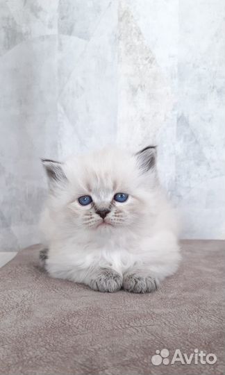 Невские маскарадные очаровашки