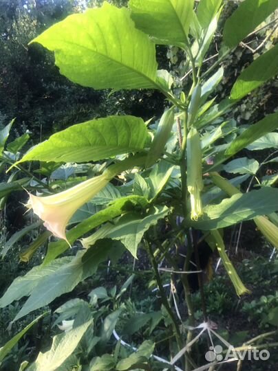 Бругмансия