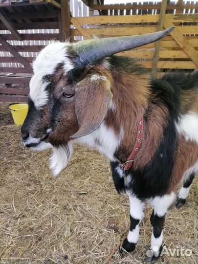 Козел вязка