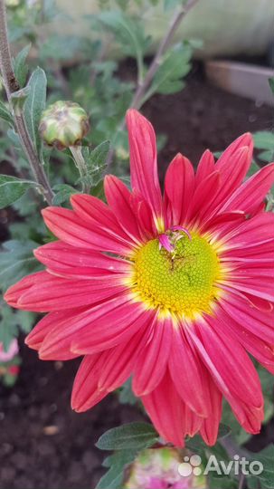 Хризантемы мультифлора