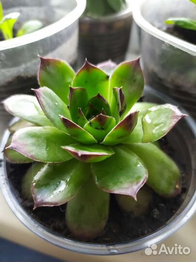 Садовые многолетники,кустарники,суккуленты