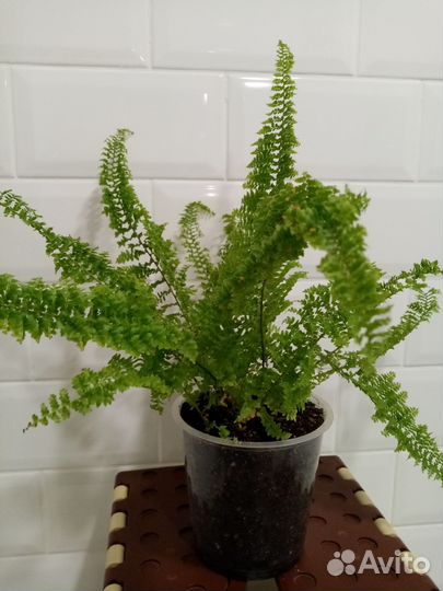 Папоротники