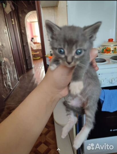 Отдам котят в добрые руки кушают все