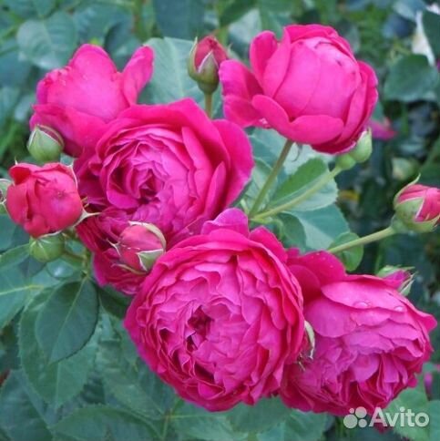 Роза английская Аскот (Ascot)